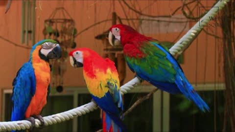 Red-Green Macaw