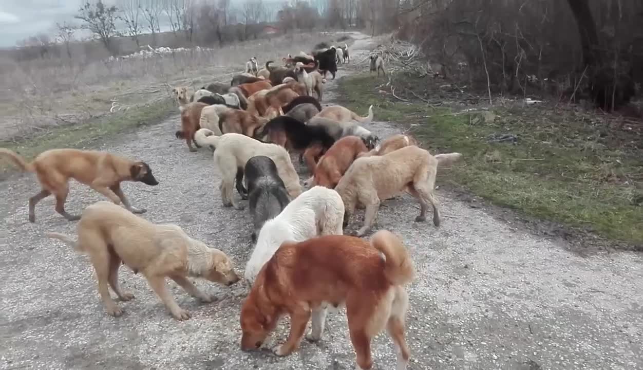 This is the Valley of the Dogs. There is no way from here.