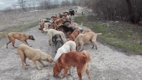 This is the Valley of the Dogs. There is no way from here.