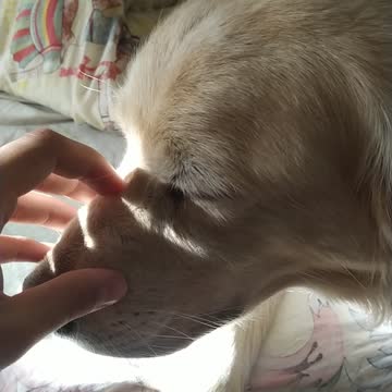 Cute golden retriever needs attention