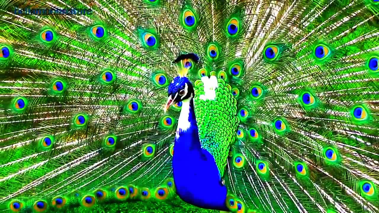 Worlds no 1 peacock dance complete screams high Quality wait for eand