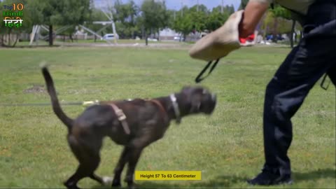 TOP 10 Best Military Dogs