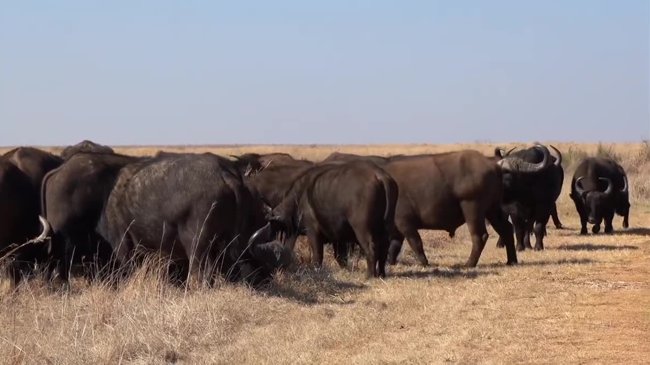 Cape Buffalo and American Bison