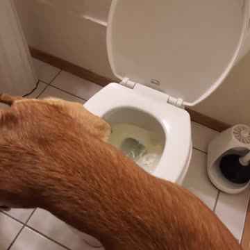 Dog peeing in toilet