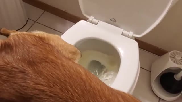 Dog peeing in toilet