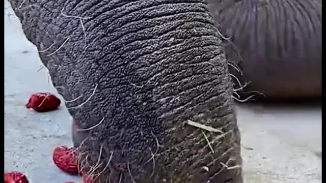 Two elephants are picking up dates with their trunks