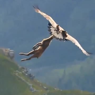 Eagle Flying With a Deer