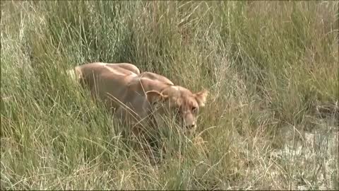 Fastest Animals Fails