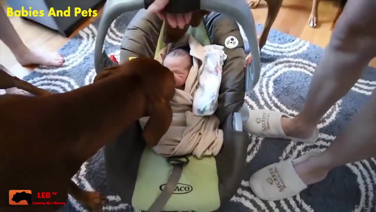 Baby and Dogs training video