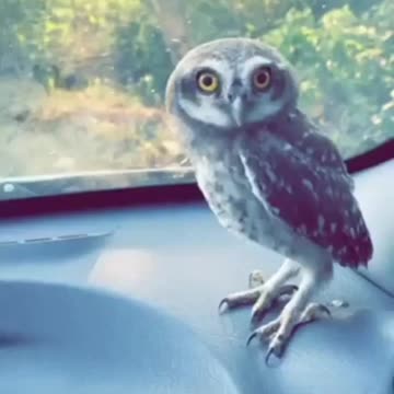 Birds are not meant to be caged, that's all My stranger babye s