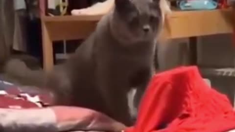 Funny Cat Scares Itself! Try not to laugh!