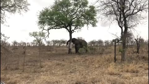 elephant uprooting a tree !!!!