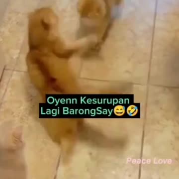 Orange Cat Possessed by Lion Chinese Dance