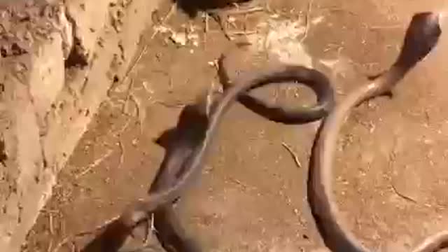 Mother Chicken vs. Cobra