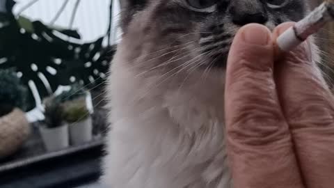 Cat smoking