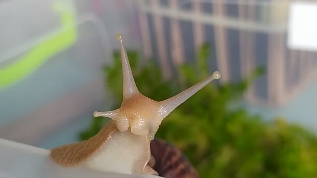 snail Achatina Immaculata, sends you Hello