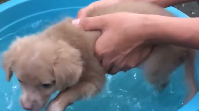 Bathe a lovely puppy in Viet Nam