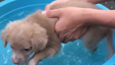 Bathe a lovely puppy in Viet Nam