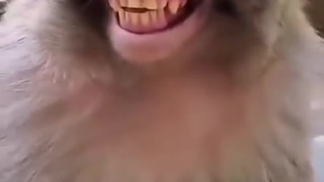 Must funny videos