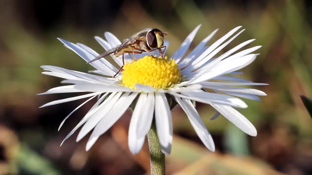 Flower and insect - Free HD stock footage