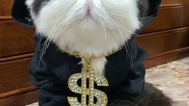 Cat Dress up Funny and Preety