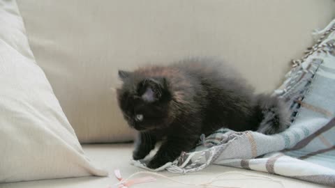 Munchkin kitten trying to pull strings from Scarf .....FAILSSSS & FRUSTATES😂😂