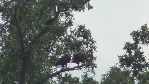 301 Toussaint Wildlife - Oak Harbor Ohio - Eagles Come Home