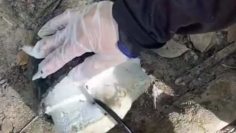 rubber from tree milk
