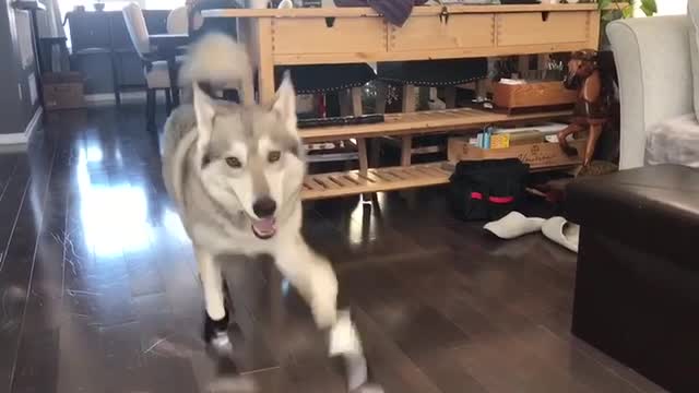 Husky Humorously Adjusts To Her New Snow Booties