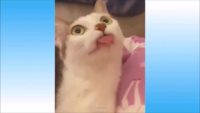 😹 😻 Cute and Funny Cat Videos Compilation 2021