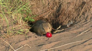 Gopher and cherry