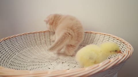 cute cats