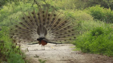 ِِِAmazing peacock