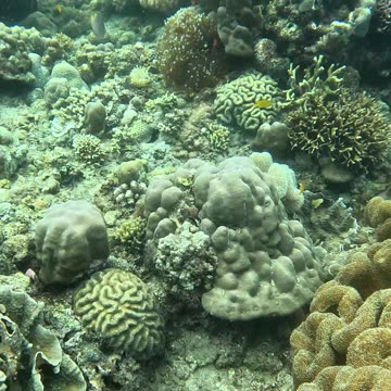 Underwater Magic: Freediving Adventures with Clownfish