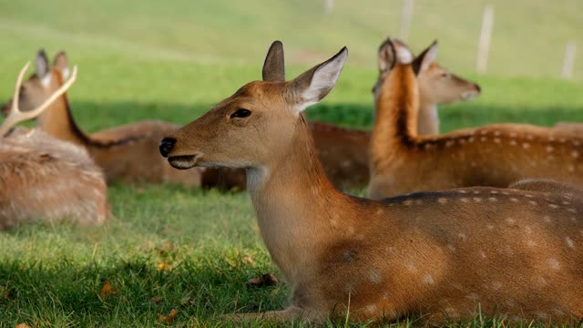 Nice deer field while taking a break