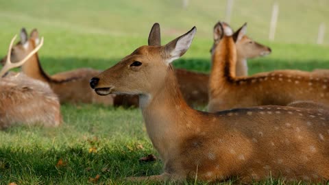 Nice deer field while taking a break