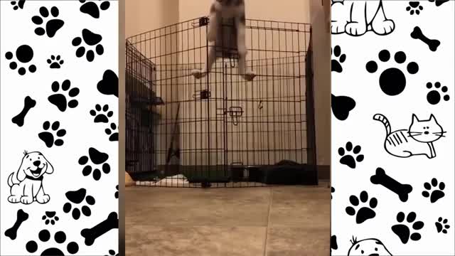 Animais mais engraçados