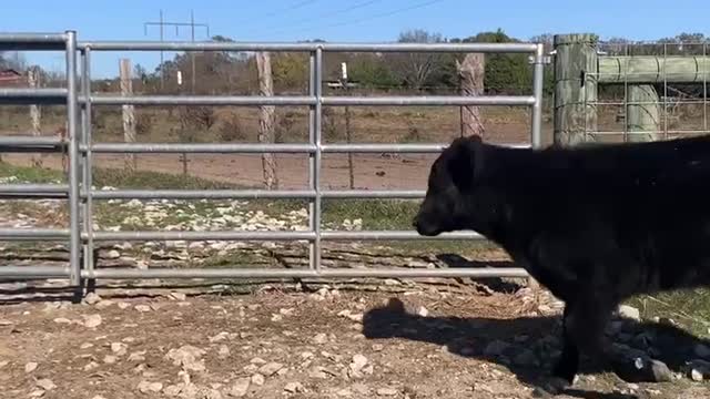 424.76 Lb bulls and steers