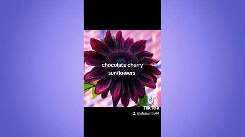 Trying to grow Chocolate Cherry Sunflowers