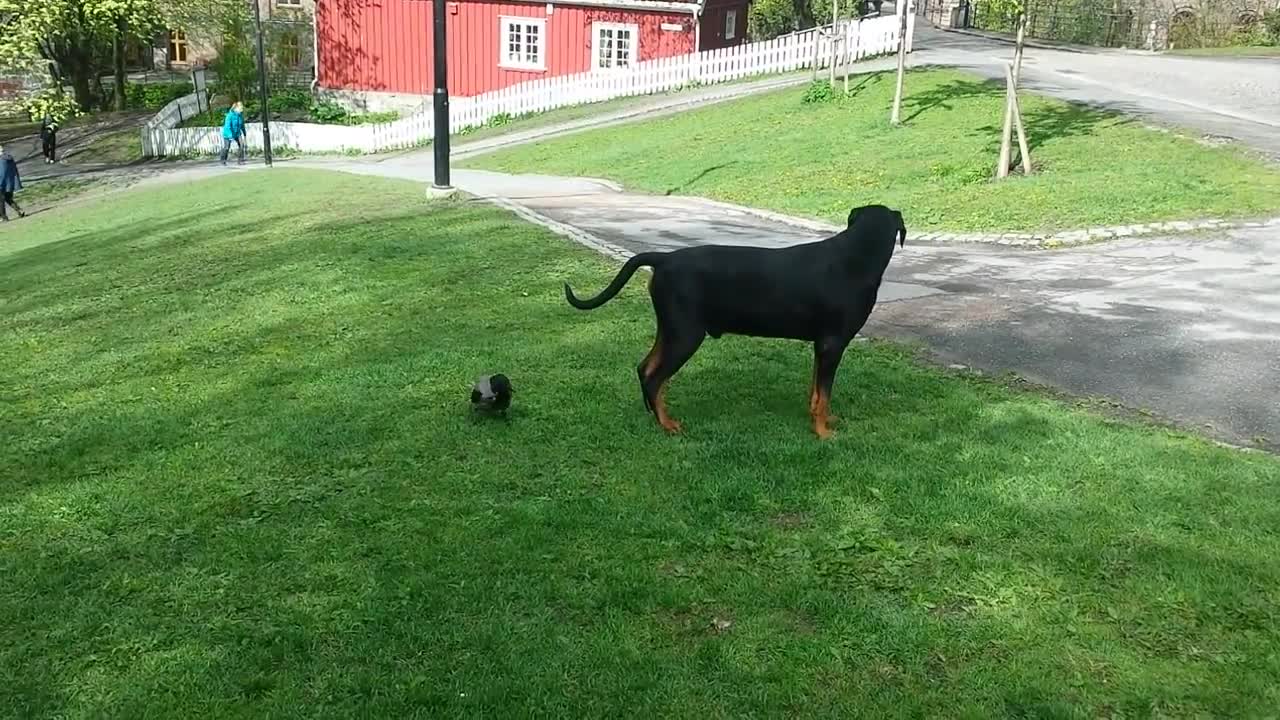 Dog vs crow