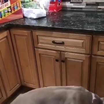 SUPER PITBULL best video compilation about pitbull 2021 dogs🔥