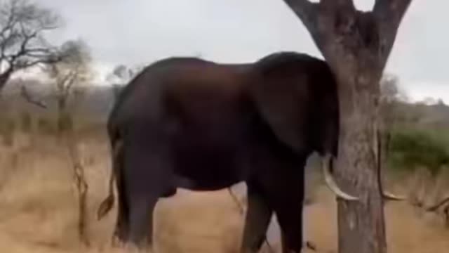 Strength of an elephant 🐘