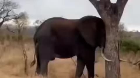 Strength of an elephant 🐘