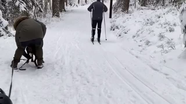 Dog Sled Walk Has a Rough Start