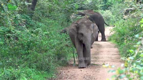 The sri lanka elephant