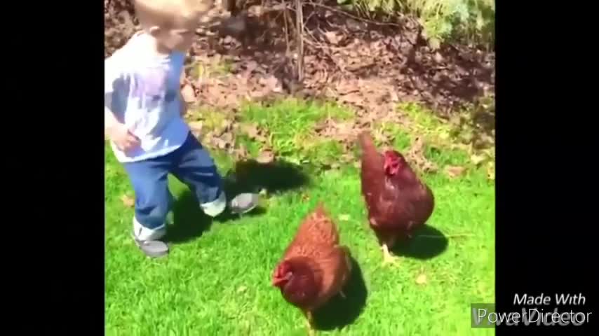 Funny chickens and roosters Chasing kids