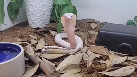 Summer snake 🐍 he,s so cute at the end 😂😂