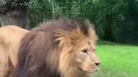 Lion walking between cars.