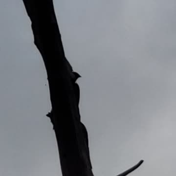 Pileated Woodpecker digging into dead tree