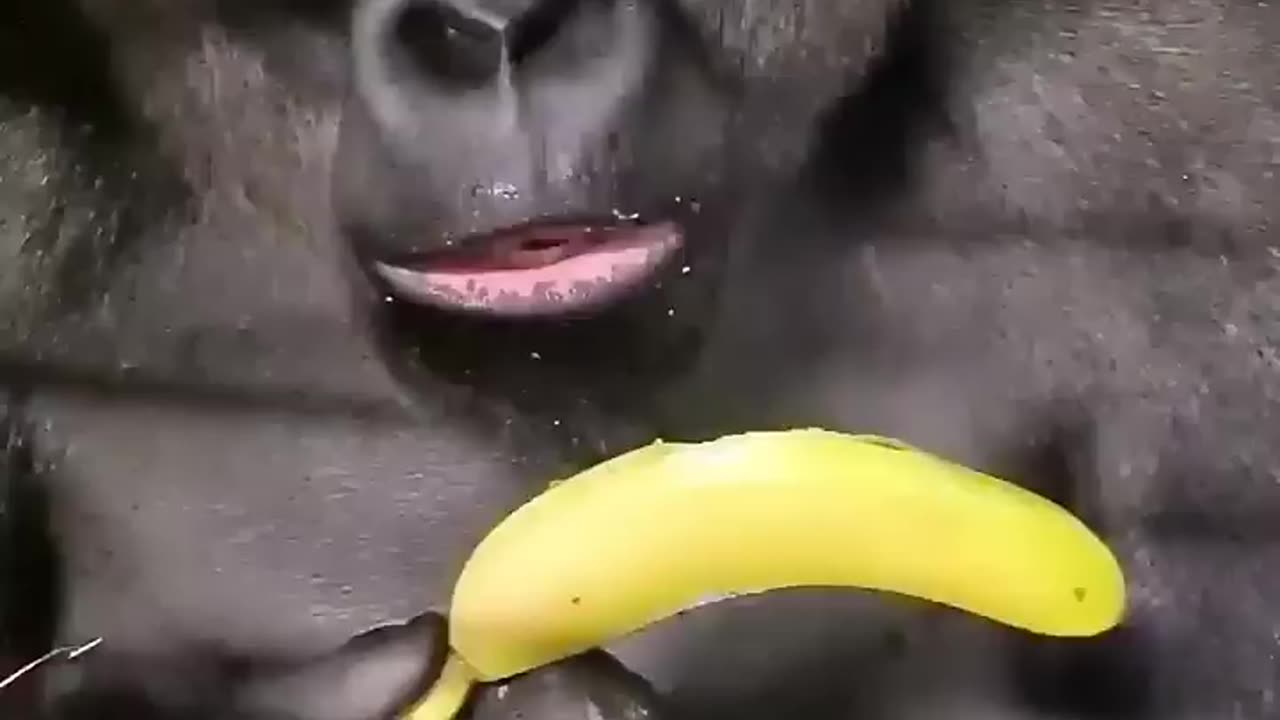 How do you eat a banana #gorilla #asmr #mukbang #eating